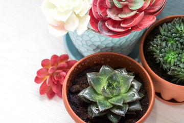 Potted houseplants, beautiful green succulents