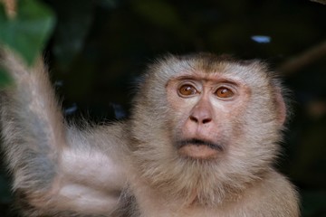 A monkey, Wildlife, Khao yai national park, Thailand