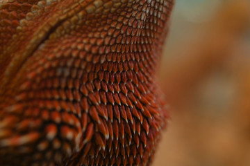 close-up pattern skin, reptil animal of small exotic pet © sutichak