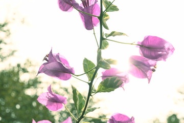 pink bougainvillea flower ornamental plant blooming in the morning day