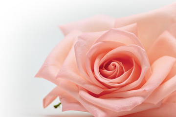 Obraz na płótnie Canvas closeup beautiful petal of orange rose gold flower on white background, image used for wedding love romantic concept