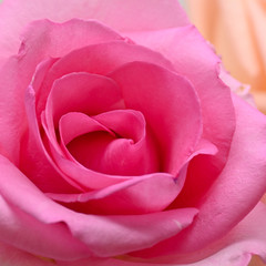 pink rose flower with beautiful heart shape petal, image used for romantic wedding of love background