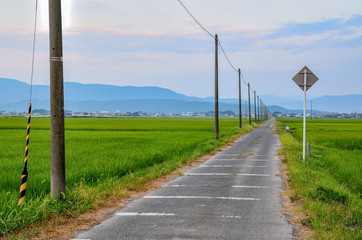 早朝の田園風景