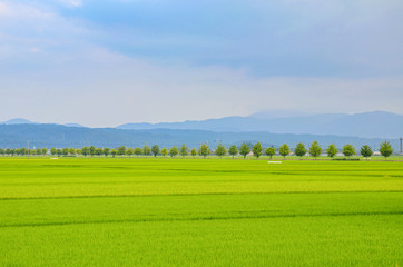 早朝の田園風景