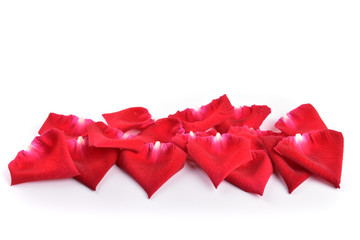 red petal of rose flower isolated on white background