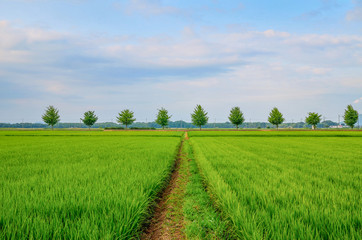 早朝の田園風景