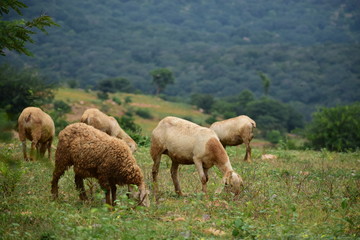 Naklejka na ściany i meble Sheeps in a field