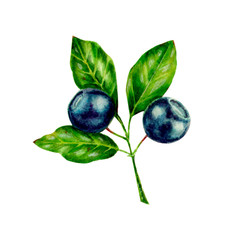 Realistic hand painted watercolor blueberry leaves and berries isolated elements. Floral botanical blueberry object. Bilberry