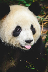 Obraz premium Chengdu Pandas