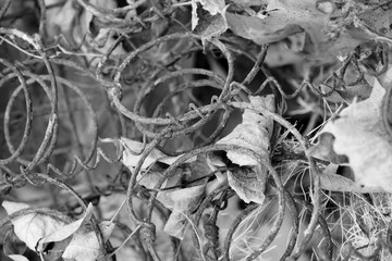 Rusty Bed Springs 