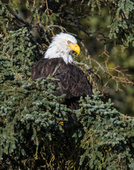 Adult Bald Eagle perched in a tree at Katmai National Park