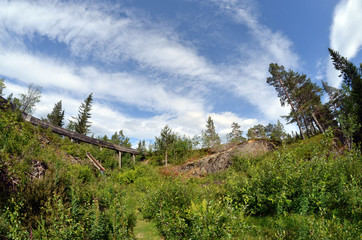 Forest on a summer day in Central Norway