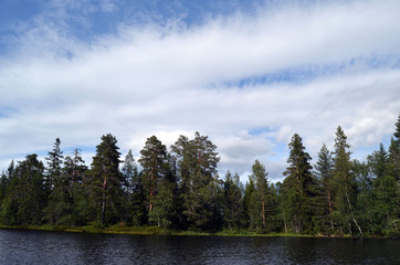 Fototapeta premium Forest on a summer day in Central Norway