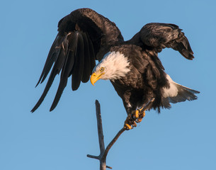 Adult Bald Eagle perched in a tree at Katmai National Park