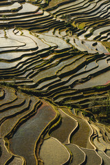 Yuanyang agriculture