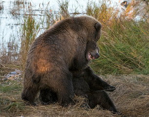 Young Brown Bears wrestling in Katmai National Park