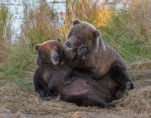 Young Brown Bears wrestling in Katmai National Park
