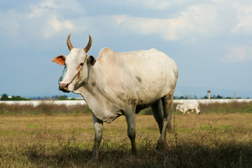 One white cow in grass field