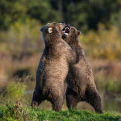 Fototapeta premium Two Brown Bears play fighting at Katmai National Park