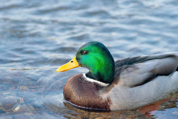portrait of a wild Drake floating on the river