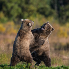 Obraz premium Two Brown Bears play fighting at Katmai National Park