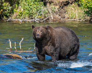 A fat Brown Bear fishing for Salmon in Katmai National park