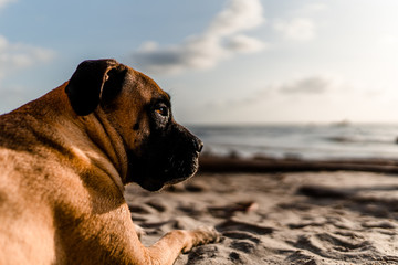 Dog staring the sea to the right