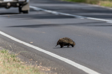 Echidna crossing road in front of car at Portland, SW Victoria