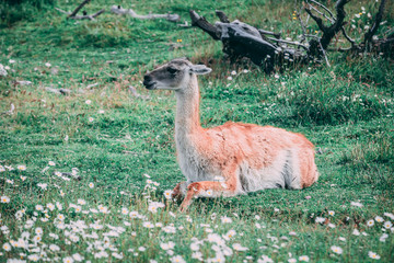 Guanaco