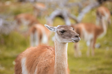 Guanaco