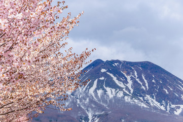 山桜と岩木山