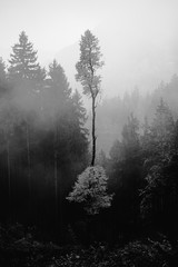 Panele Szklane  Pionowe ujęcie w skali szarości wysokich drzew w mglistym lesie