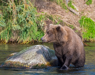 Brown Bear fishing for Salmon in Katmai National park