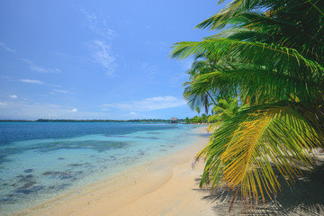 Obraz na płótnie Canvas Starfish beach palms