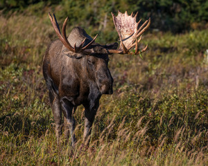 Alaskan Bull Moose