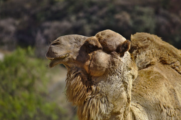 Camello posando