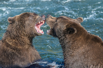 Two Brown Bears fighting for a fishing spot at Katmai National Park