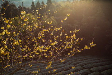 茶畑の蝋梅