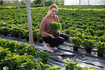 Woman holding flowerpot with Euphorbia pulcherrima
