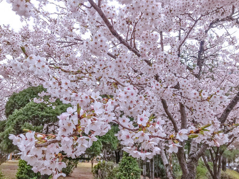 Close-up details of cherry Blossom or Sakura Flowers in the garden