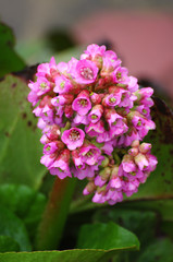 Pink bergenia close up. Greeting card design with garden flowers, 8 march. Picture for interior decor. Herbal plant.