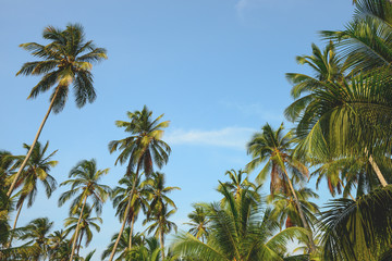 Fototapeta na wymiar Tayrona national park palm forest