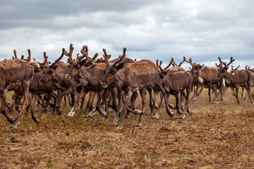 Naklejka na ściany i meble The extreme north, Yamal, reindeer in Tundra , Deer harness with reindeer, pasture of Nenets