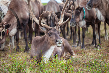 The extreme north,  Yamal,   reindeer in Tundra , Deer harness with reindeer, pasture of Nenets © evgenii