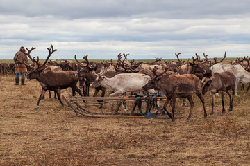 Tundra, The extreme north, The extreme north,  Yamal,   reindeer in Tundra, Deer harness with reindeer.