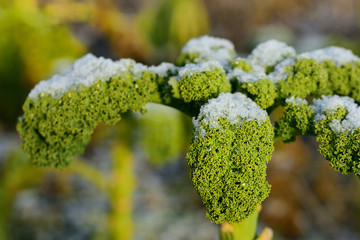 Wilting green kale is in winter in the field and partly covered by fresh snow, in agriculture and nature