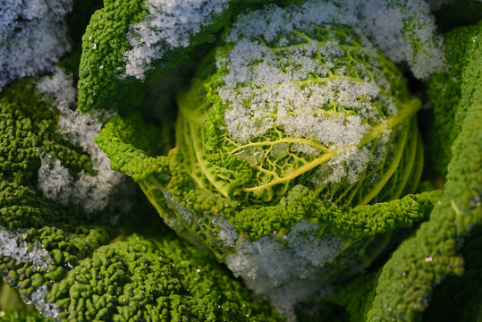Wilting green savoy cabbage is in winter in the field and partly covered by fresh snow, in agriculture and nature