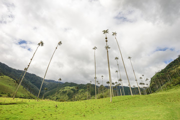 Fototapeta na wymiar Cocora Valley palm trees