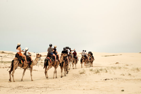 Tourist Caravan On A Camel Were Going Through Sand Dunes In Port Stephen Of New South Wales, Australia