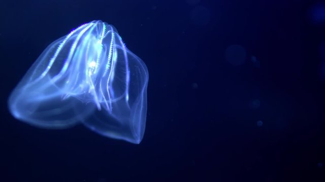 Jellyfish Warty Comb Jelly Mnemiopsis Leidyi Blue 03